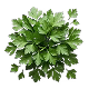 Organic Parsley Leaf