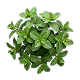 Organic Peppermint Leaf